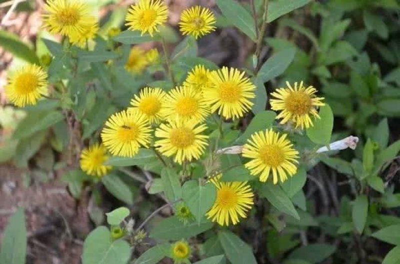 野菊花种子菊花种子山坡路边多年野花种子发芽率98%