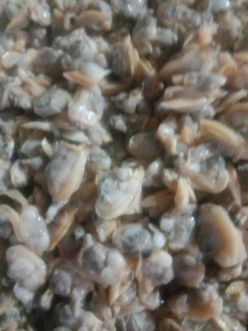 新鲜花蛤，新鲜无沙花蛤肉