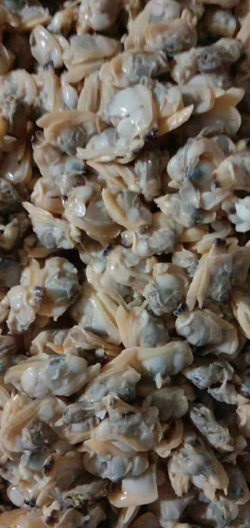 新鲜花蛤，新鲜无沙花蛤肉