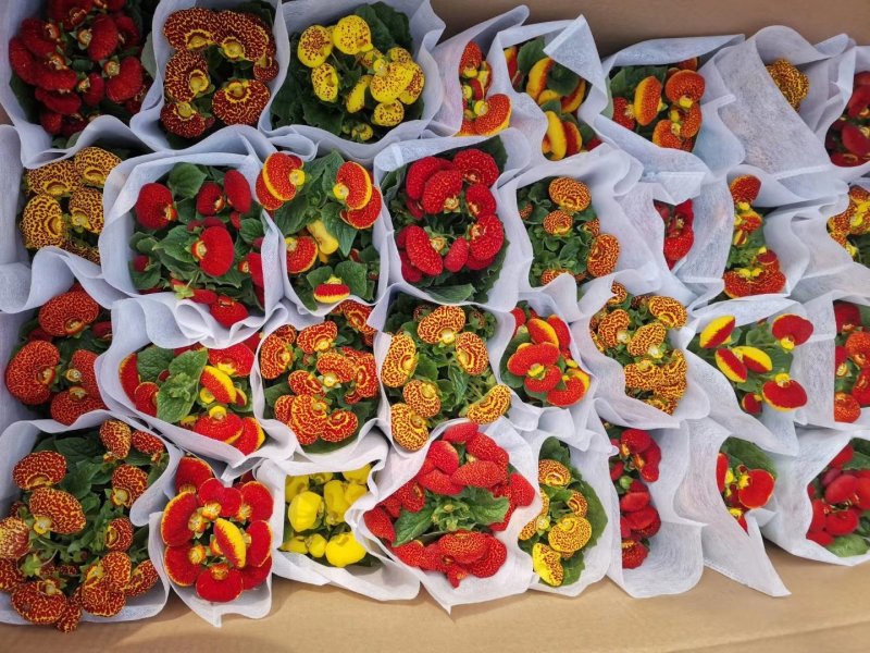 荷包花蒲包花新花上市基地直发欢迎实地看货