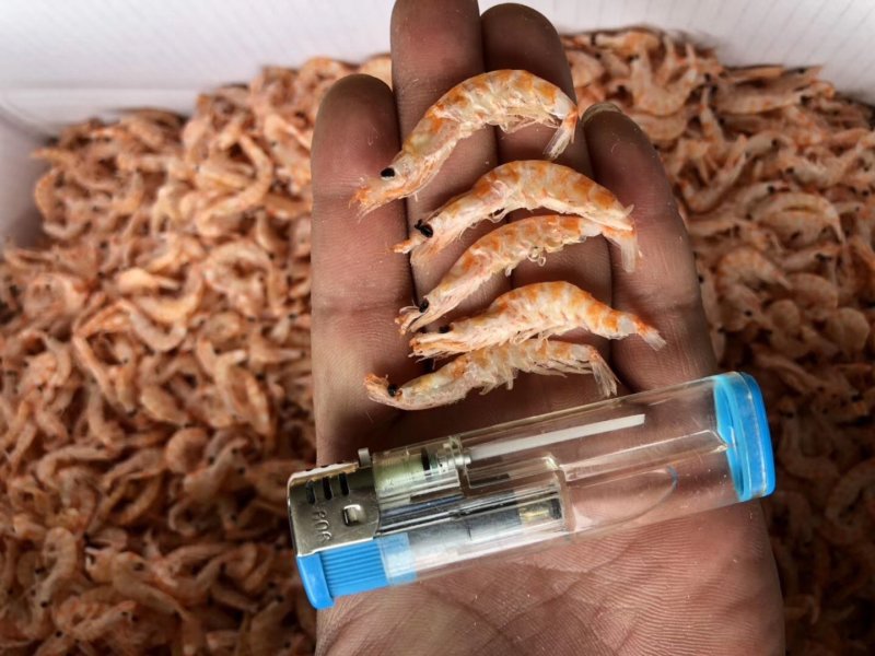 南极磷虾，磷虾，厂家直销，大量批发，一件代发
