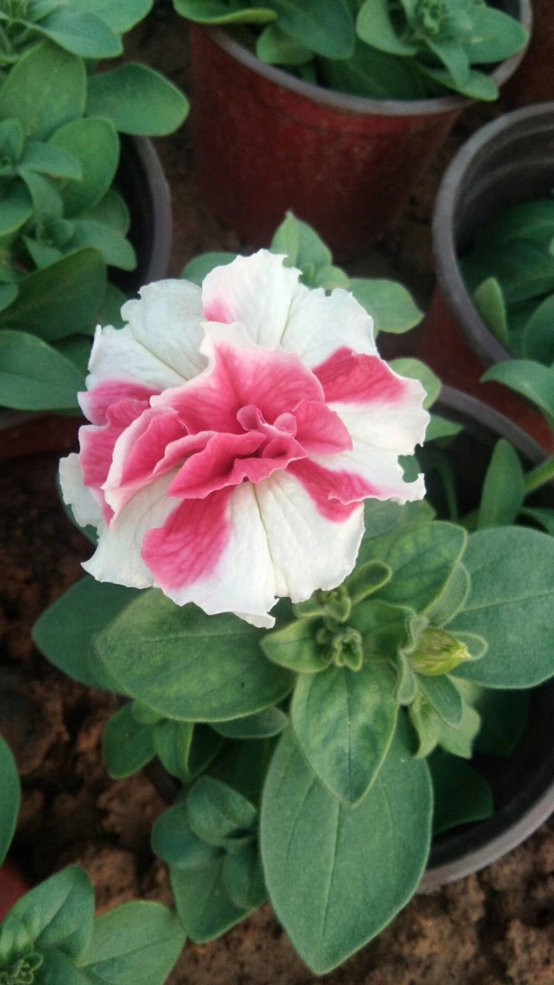 重瓣牵牛花多色牵牛花藤本植物量大优惠