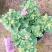 重瓣牵牛花多色牵牛花藤本植物量大优惠