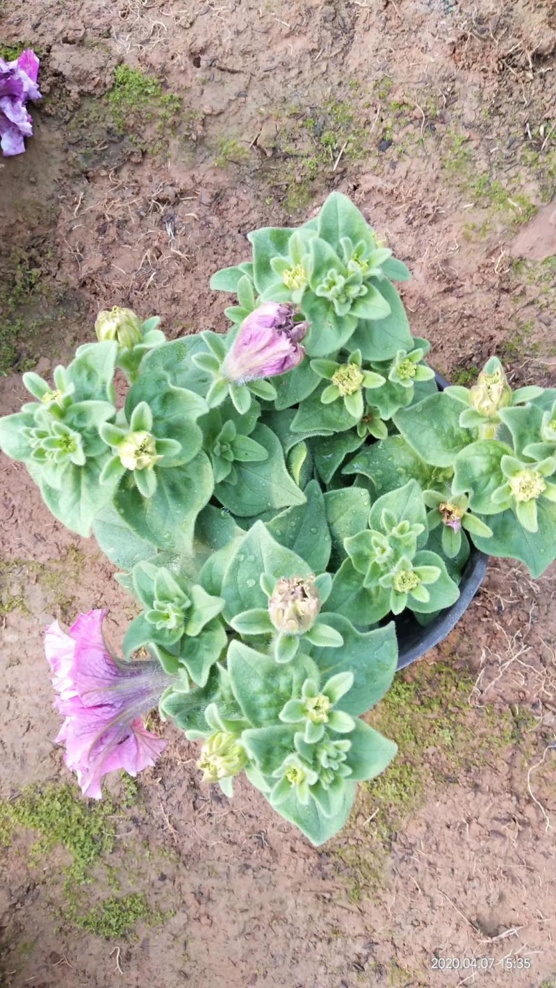 重瓣牵牛花多色牵牛花藤本植物量大优惠