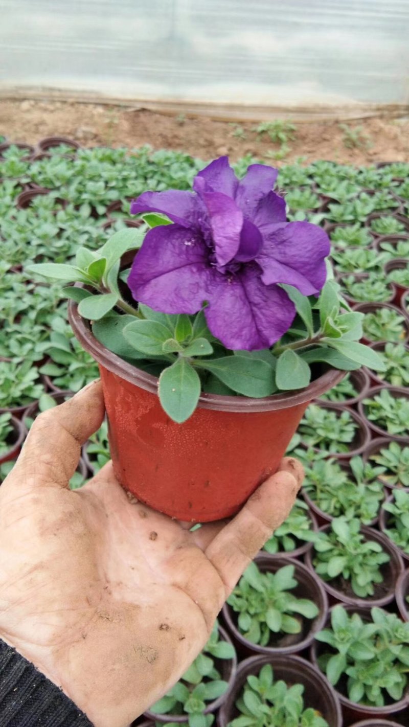 重瓣牵牛花多色牵牛花藤本植物量大优惠