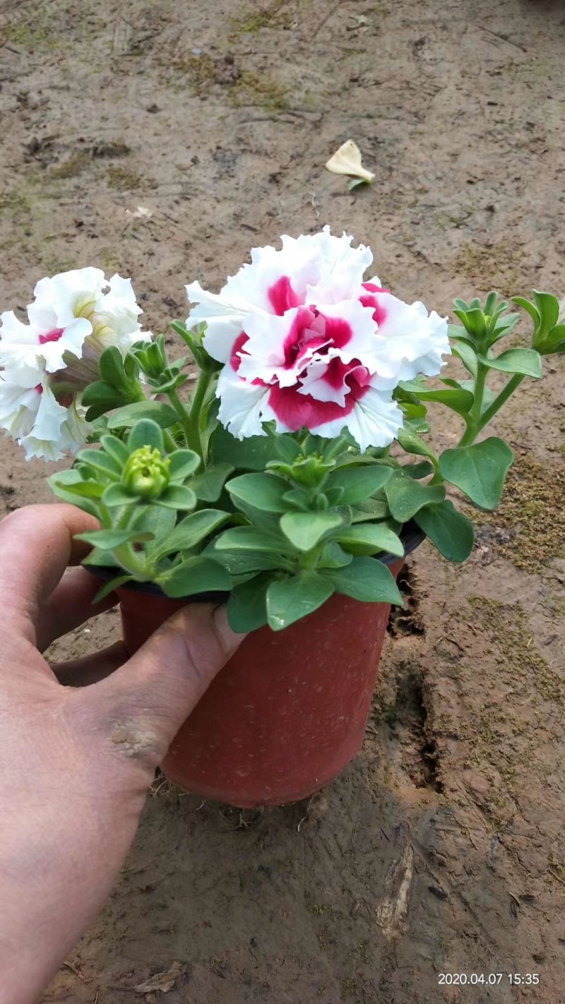重瓣牵牛花多色牵牛花藤本植物量大优惠