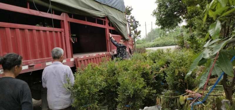 大果巴西甜樱桃苗长果黑玫瑰樱桃庭院盆栽果苗