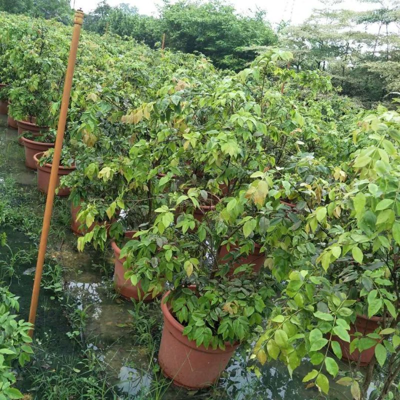 大果巴西甜樱桃苗长果黑玫瑰樱桃庭院盆栽果苗