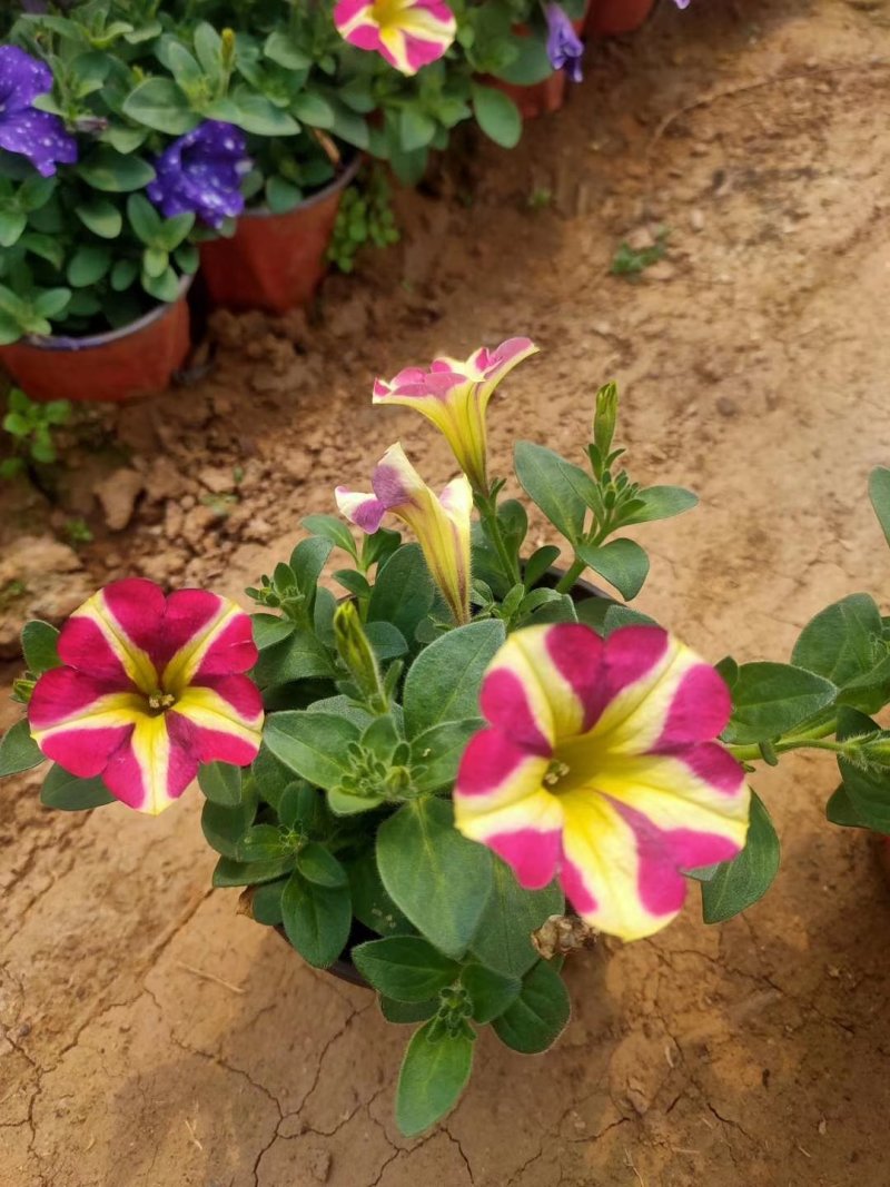 五彩牵牛优质牵牛花大量有货支持实地看货