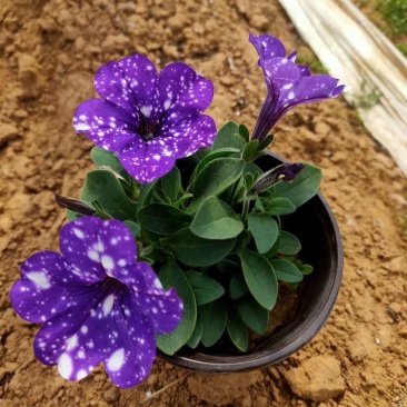 五彩牵牛优质牵牛花大量有货支持实地看货