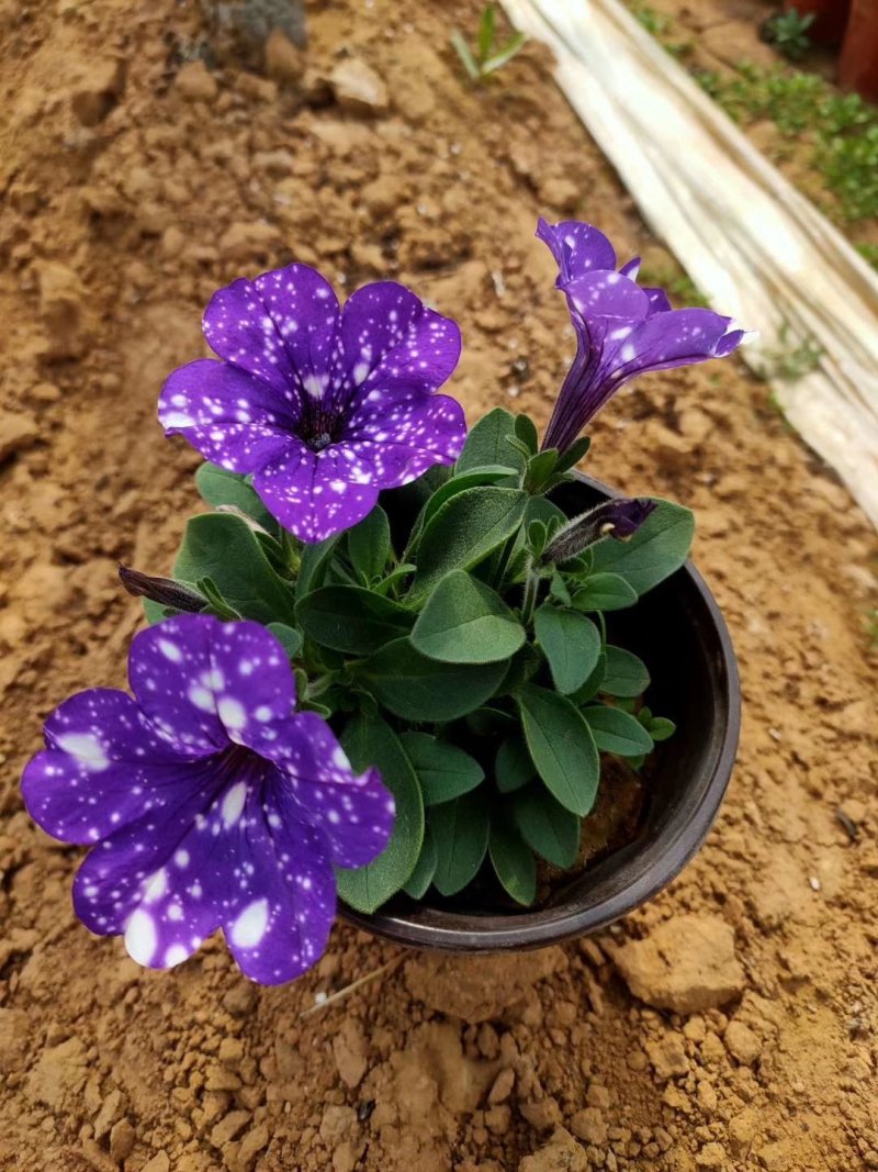 五彩牵牛优质牵牛花大量有货支持实地看货