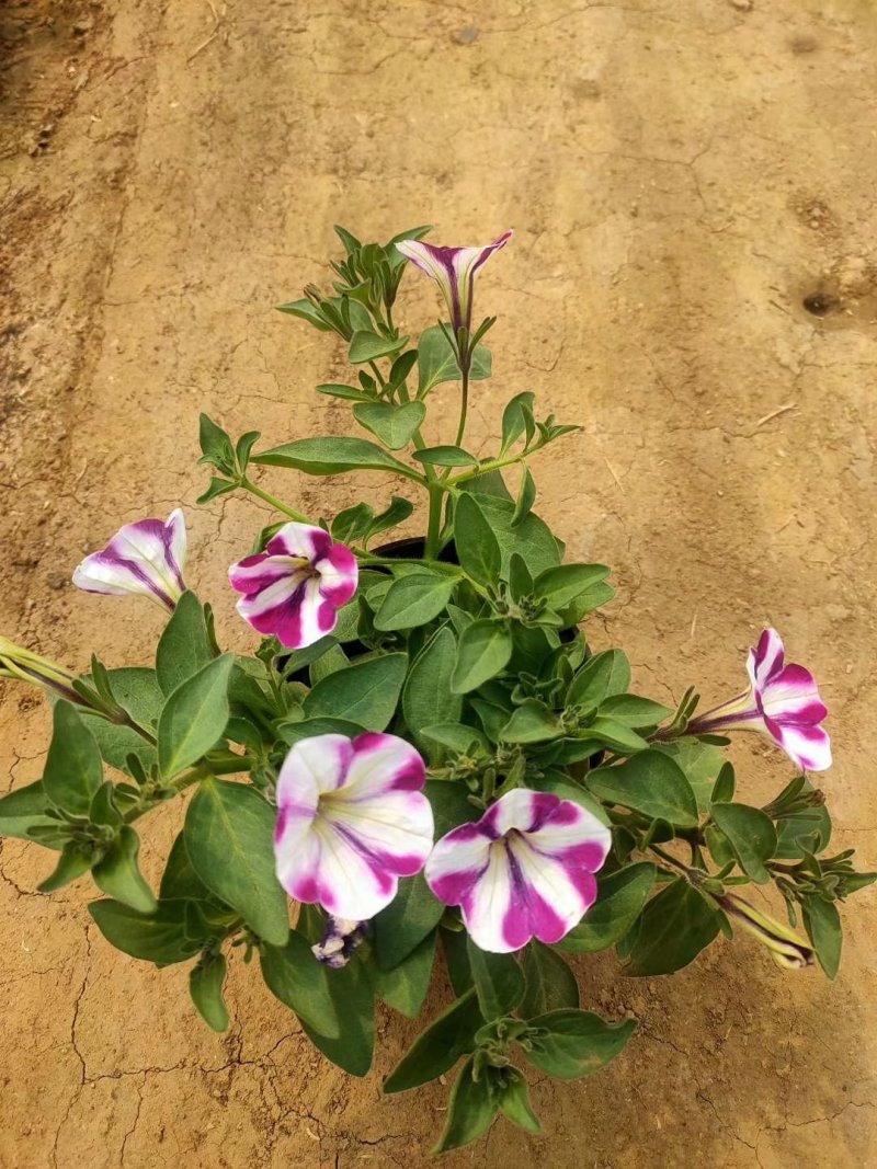 五彩牵牛优质牵牛花大量有货支持实地看货