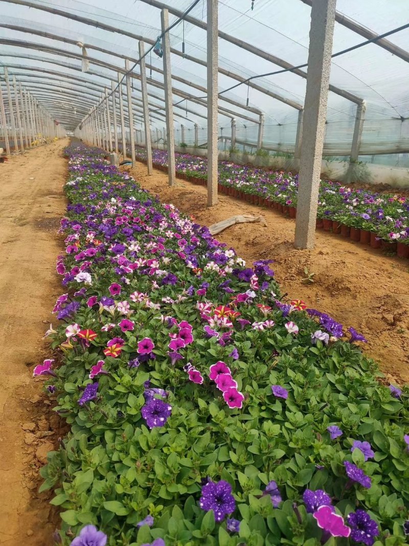 五彩牵牛优质牵牛花大量有货支持实地看货