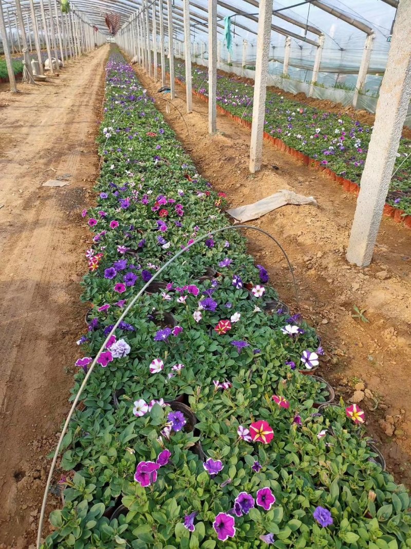 五彩牵牛优质牵牛花大量有货支持实地看货