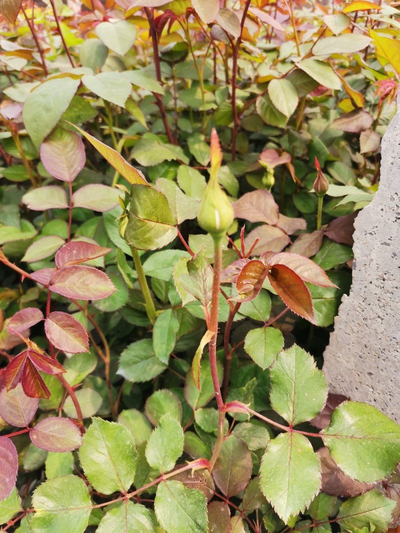 多色月季盆栽月季花花卉盆景观花植物