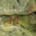 视频看货甘蓝质量保证诚信经营