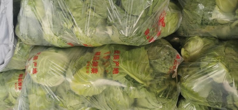 视频看货甘蓝质量保证诚信经营