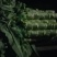 尖叶莴笋大量上市青皮莴笋