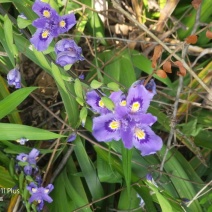 蝴蝶花，鸢尾花，