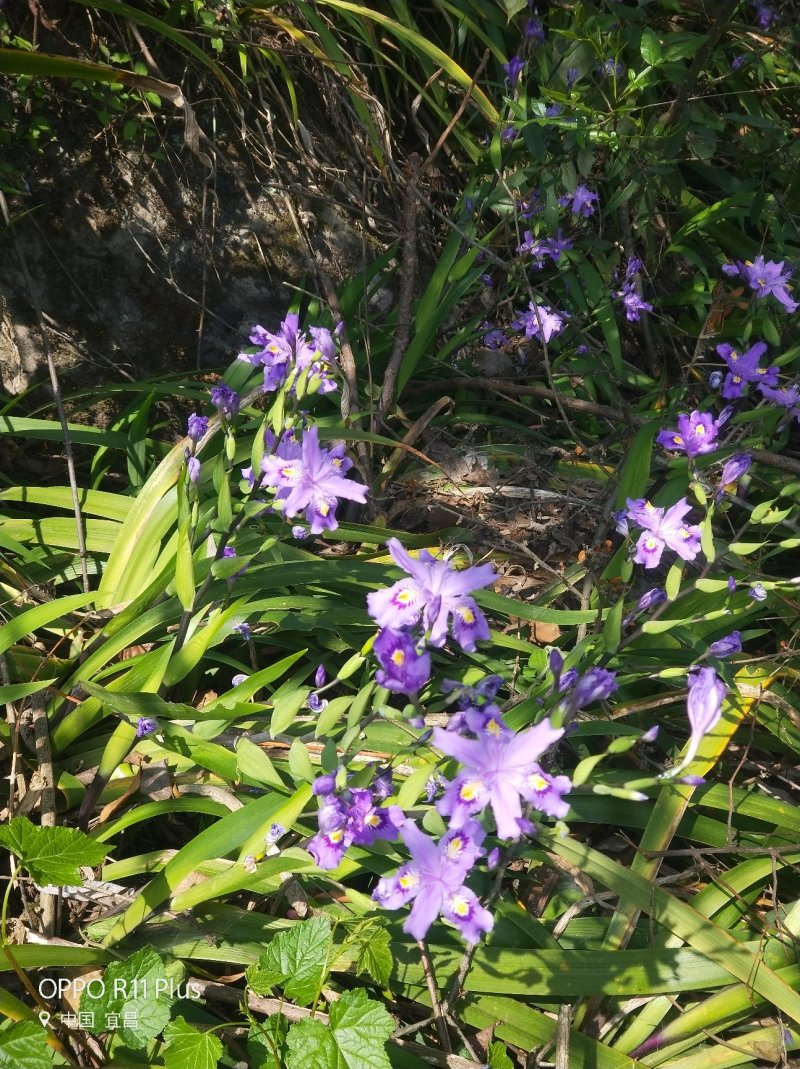 蝴蝶花，鸢尾花，