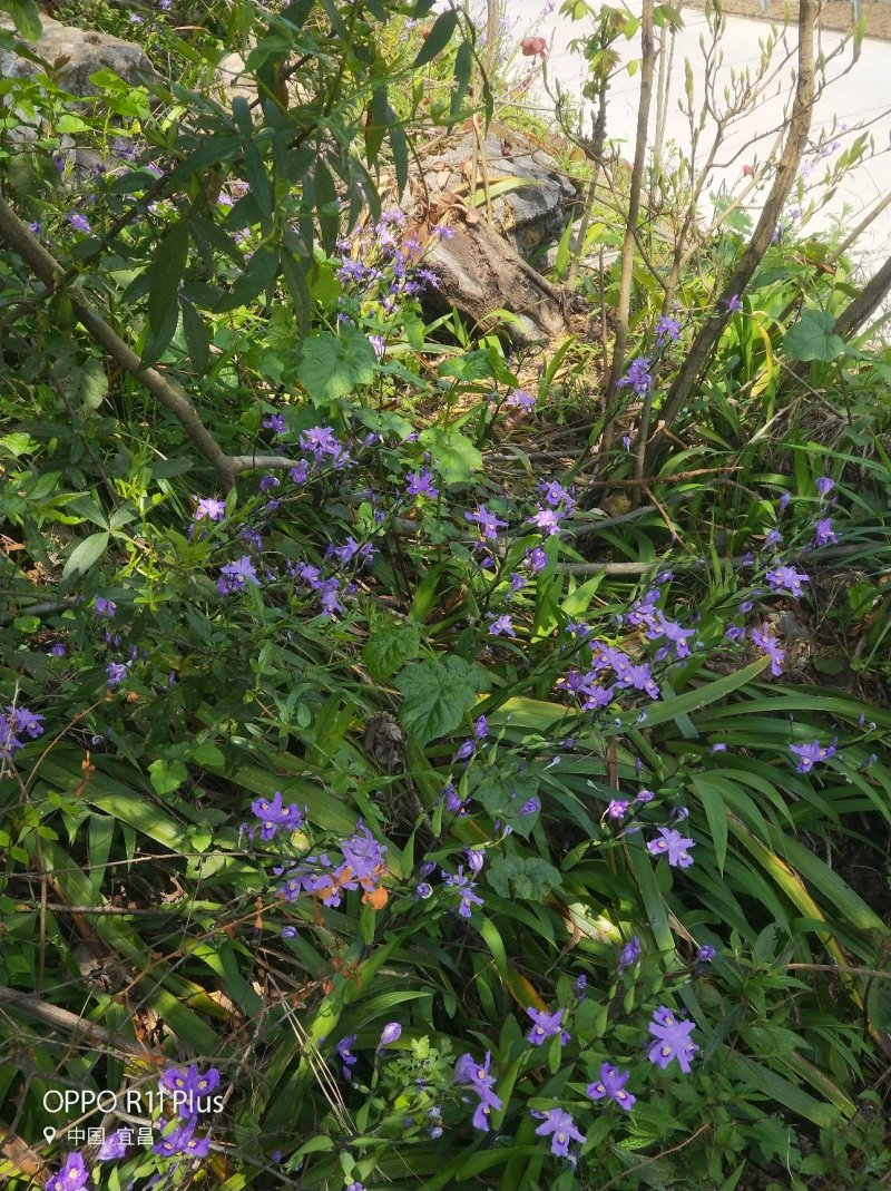 蝴蝶花，鸢尾花，