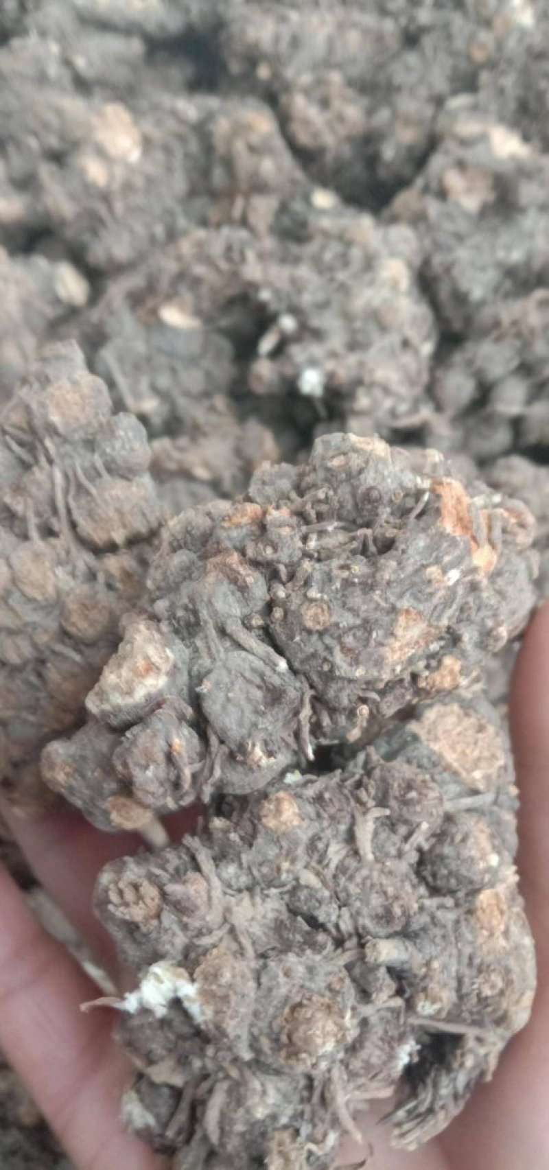 苍术