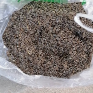 苍术