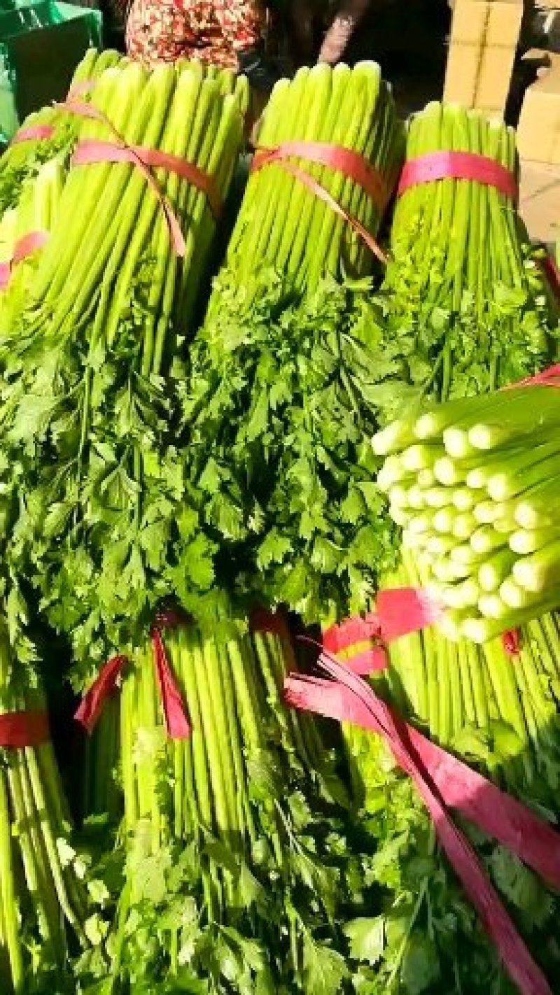 万亩粗细颗芹菜基地直销对接商超实力代办量大从优