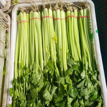 万亩粗细颗芹菜基地直销对接商超实力代办量大从优