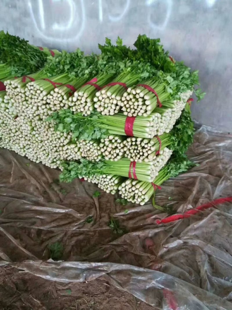 万亩粗细颗芹菜基地直销对接商超实力代办量大从优