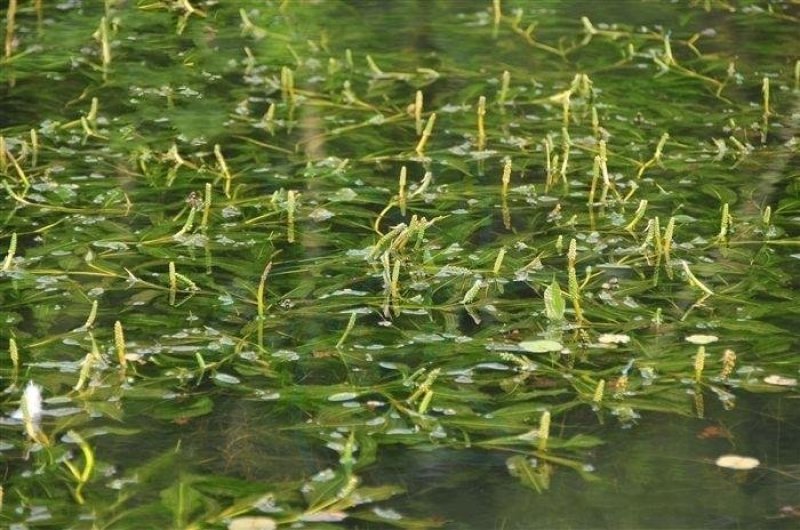 水生植物（各种沉水植物）