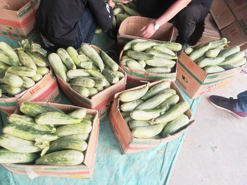 精品羊角蜜甜瓜上市，个头均匀颜色好，口感甜，产地一手货源