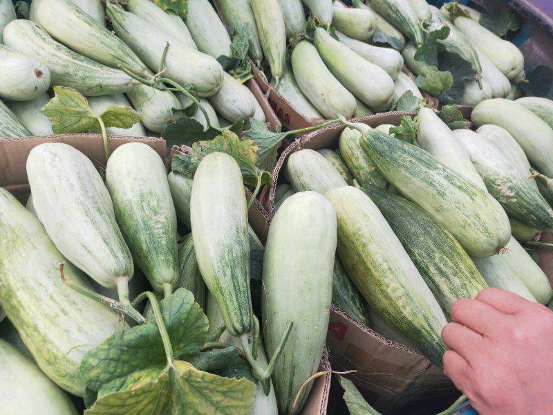 精品羊角蜜甜瓜上市，个头均匀颜色好，口感甜，产地一手货源
