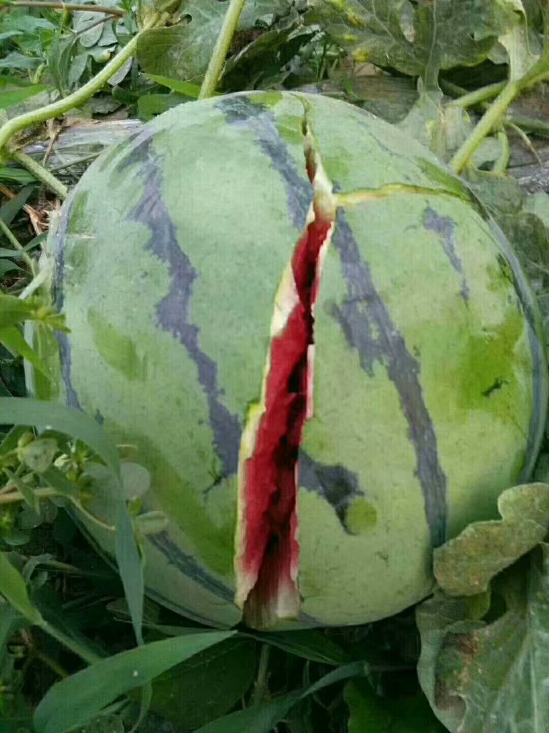 ，西瓜苗，根壮，苗旺西农八号等各种直播苗，嫁接苗