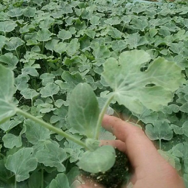 ，西瓜苗，根壮，苗旺西农八号等各种直播苗，嫁接苗