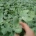 ，西瓜苗，根壮，苗旺西农八号等各种直播苗，嫁接苗