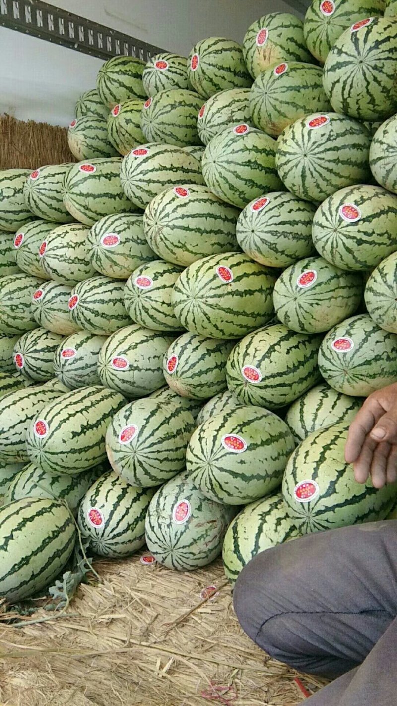 ，西瓜苗，根壮，苗旺西农八号等各种直播苗，嫁接苗