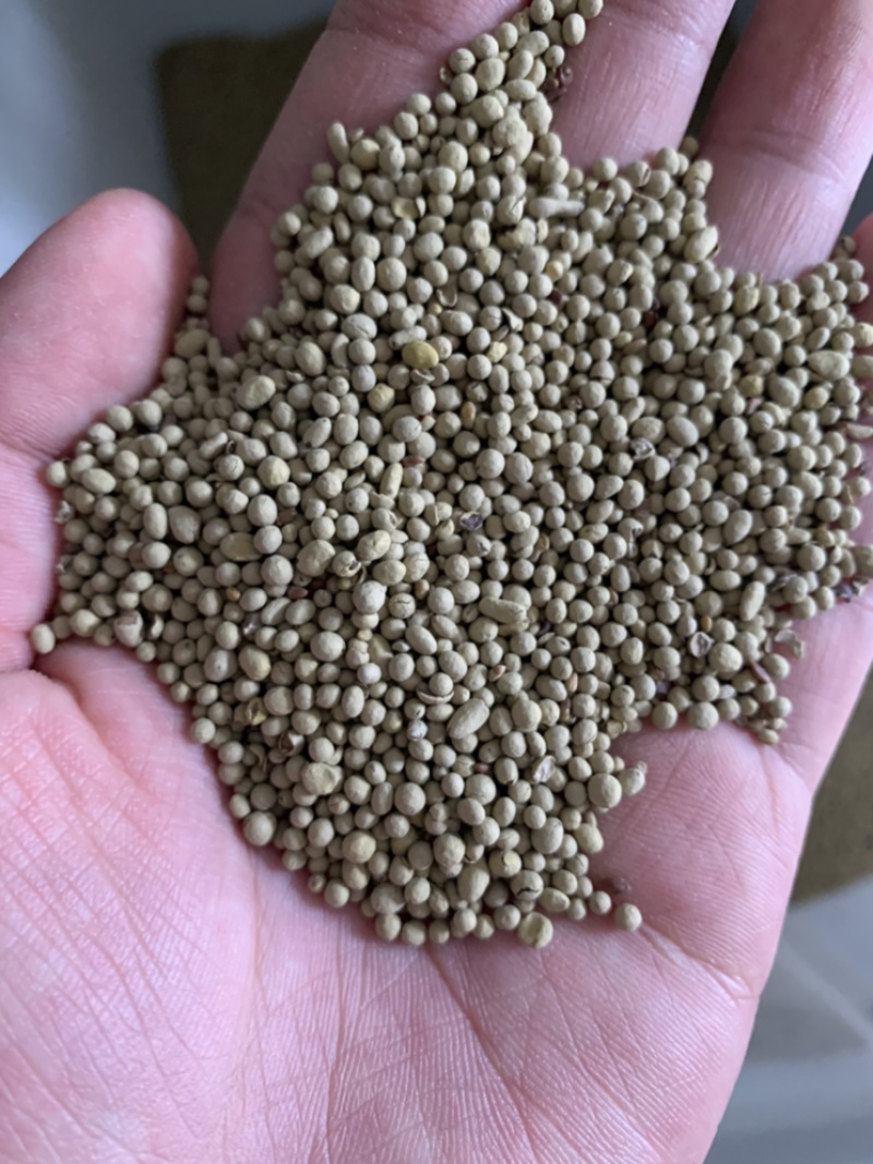 紫花苜蓿种子多年生四季养殖牧草苜蓿草苏丹草鱼草种籽猪牛羊