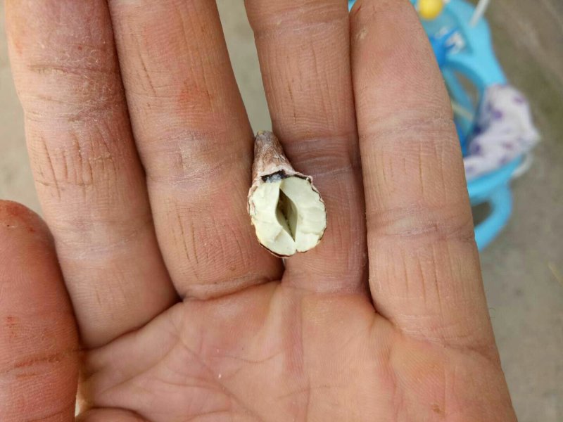 物流包邮极速发货带皮熟五香w180腰果