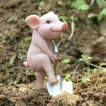 宫粉紫荆，靓仔桉树