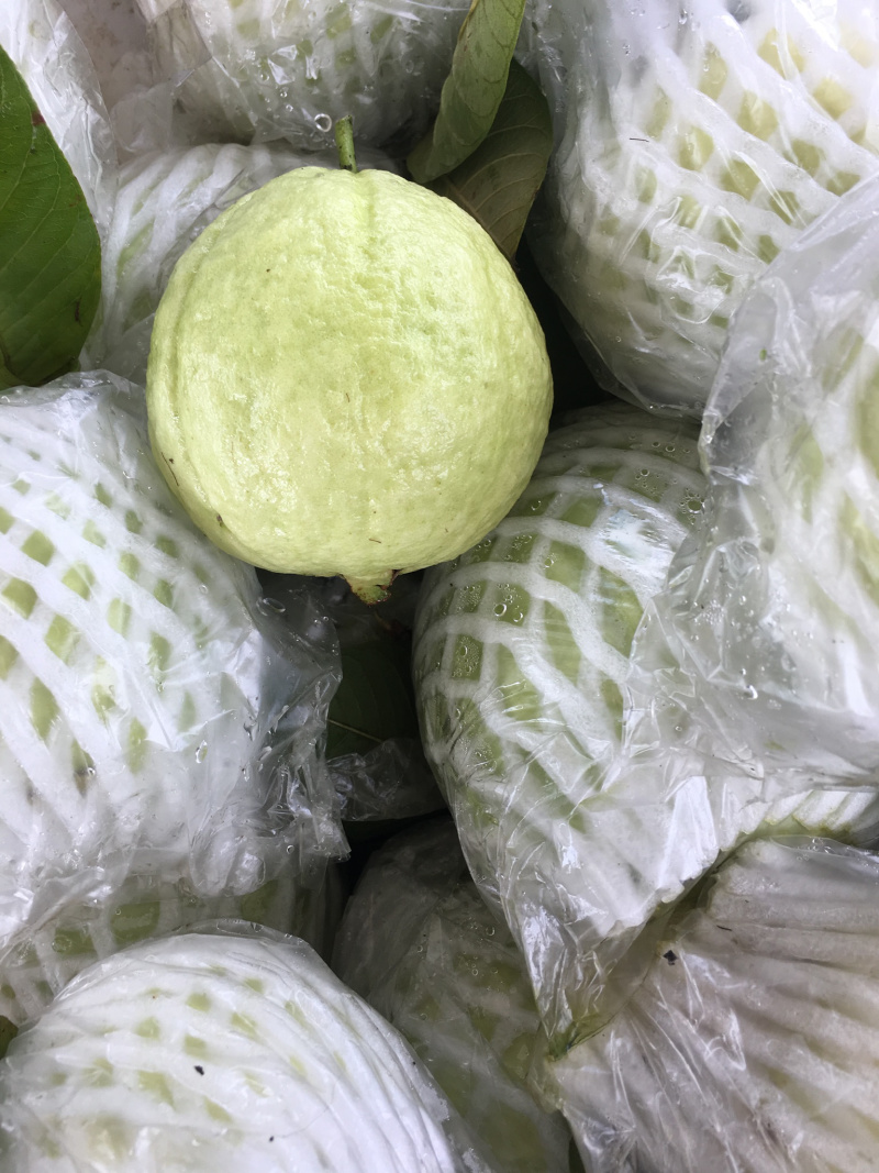 珍珠芭乐