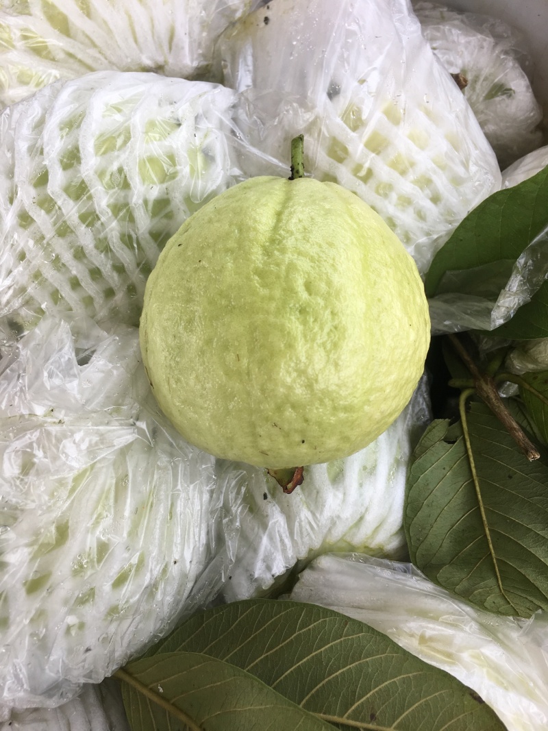 珍珠芭乐