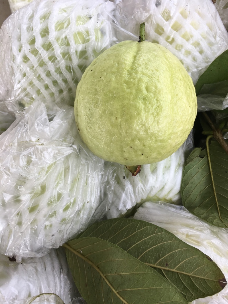 珍珠芭乐