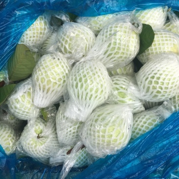 珍珠芭乐