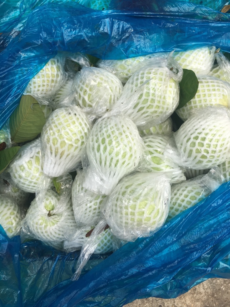 珍珠芭乐