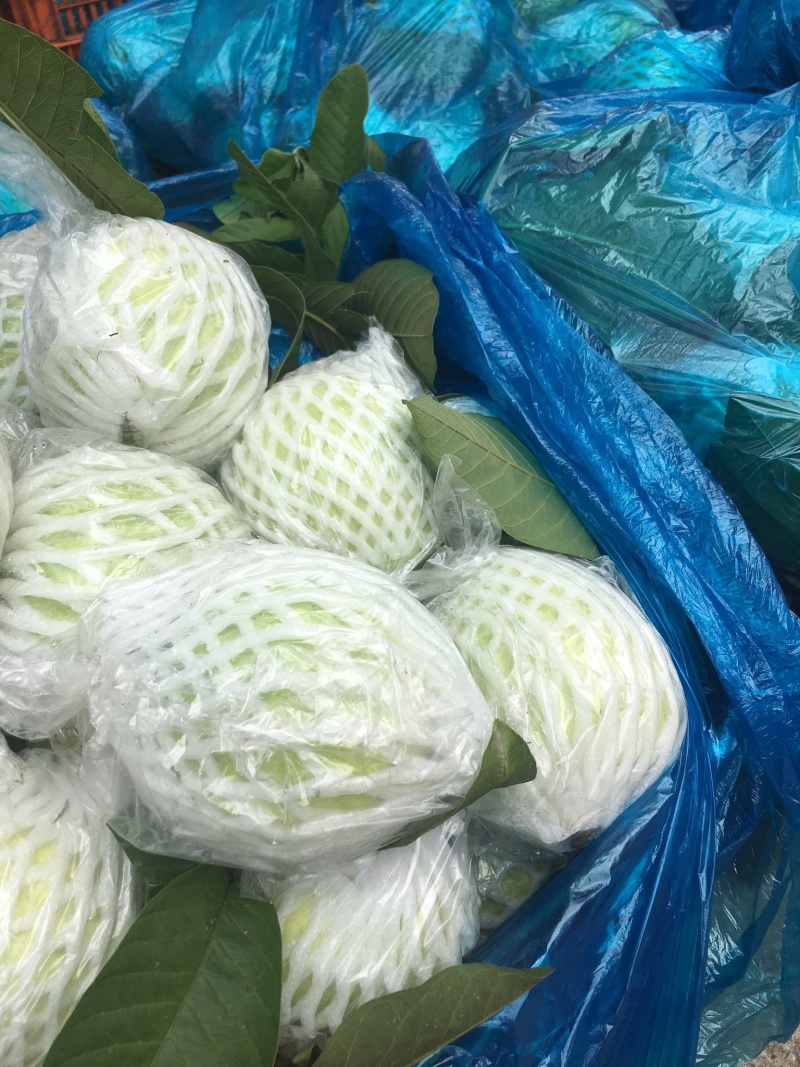 珍珠芭乐