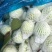 珍珠芭乐
