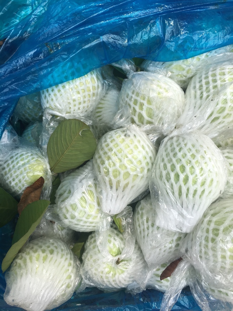 珍珠芭乐
