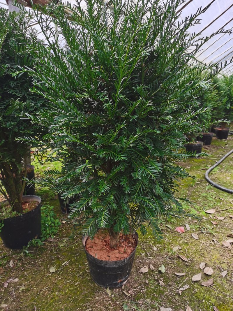 老盆南方红豆杉盆栽高度70公分以上带盆发货