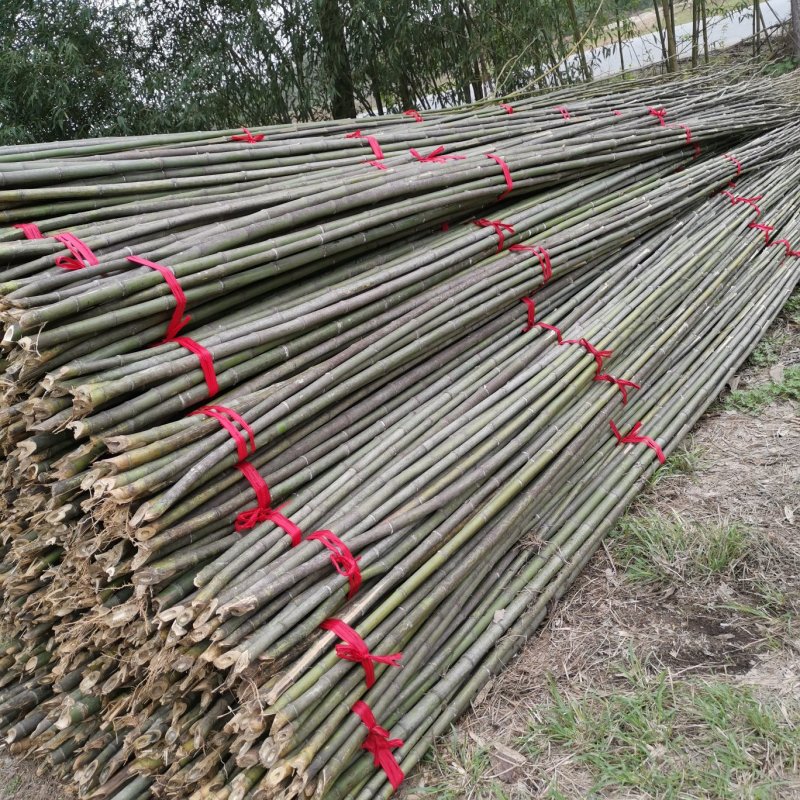 【推荐】菜架竹、西瓜架、冬瓜架、大棚竹、鸭棚竹